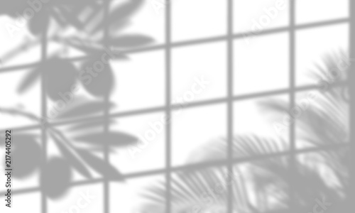 Soft Window Pane Shadow Overlay with Olive Branch and Palm Fronds