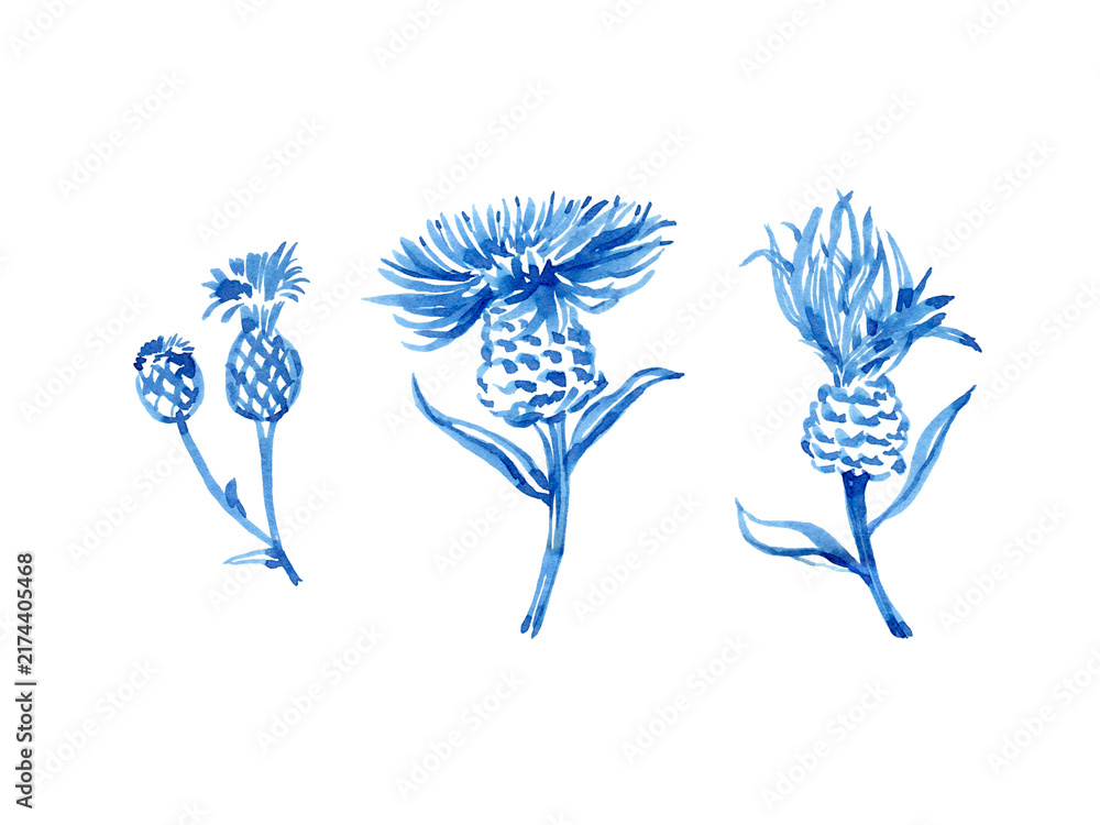 Obraz premium Watercolour hand drawn summer field wild flowers. Linear brush line, blue flower, plant, use as print, poster, element design, label, sticker, clothes print. Hand drawn botanical illustration.