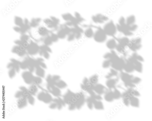 Botanical Fig Tree Leaf Frame Shadow Overlay Background