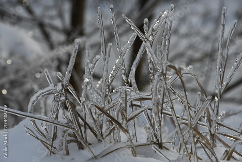 Foto Frozen dry grass and stems fully encased in a thick ice layer after a freezing r
