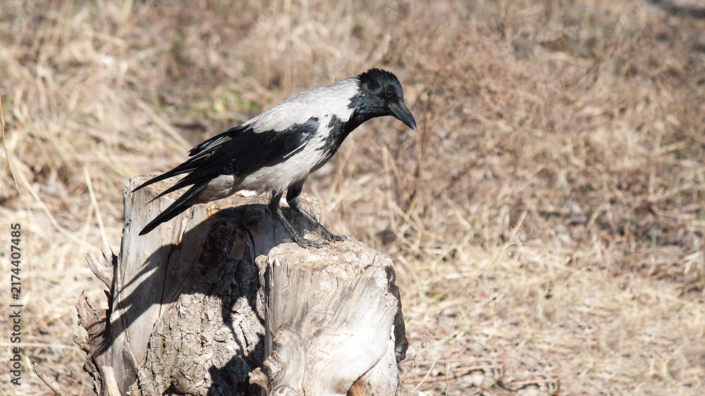Obraz premium vulture in the serengeti