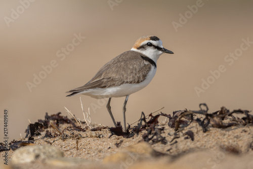 Obraz na płótnie Kentish plover (Anarhynchus alexandrinus), male - Seeregenpfeifer