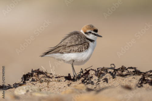 Fotografía Kentish plover (Anarhynchus alexandrinus), male - Seeregenpfeifer