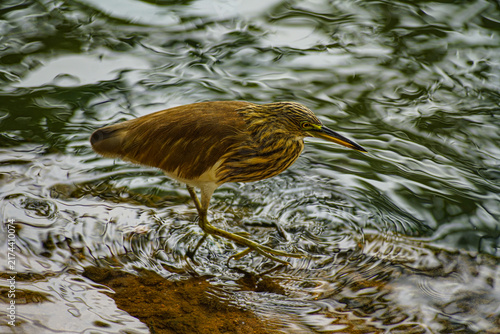 Fotografie vogel