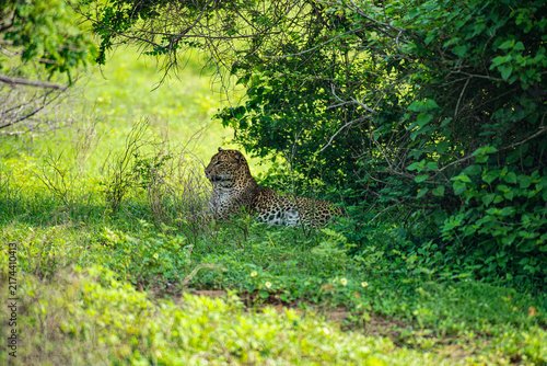 Canvastavla Yala NP Leopard