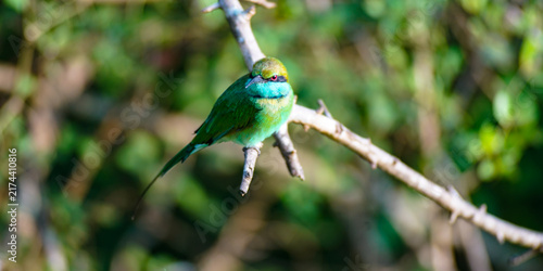 Konstfotografi Yala NP Vogel