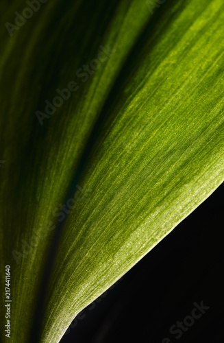 Bild auf Leinwand Diagonal macro photography of a dark green leaf with texture and parallel veins on a black background