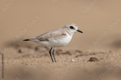 Bild auf Leinwand Kentish plover (Anarhynchus alexandrinus), female - Seeregenpfeifer