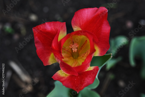 Close-up macro-style photograph of a vibrant red and yellow tulip in bloom