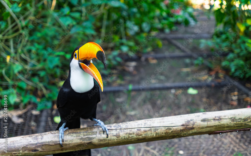 Naklejka premium Iconic Jungle Icon. Toco Toucan (Ramphastos toco) with Its Massive Beak Against a Green Foliage Background