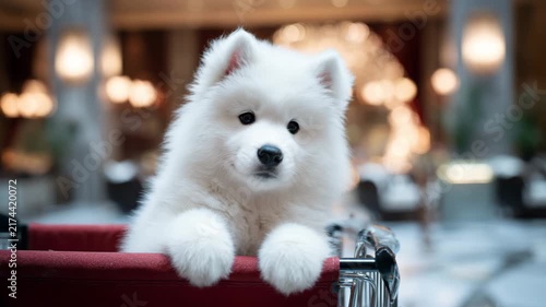 Fluffy pup seated in cart, glossy marble atrium blur, pearly white glow, pristine fur volume, clean elegant brightness