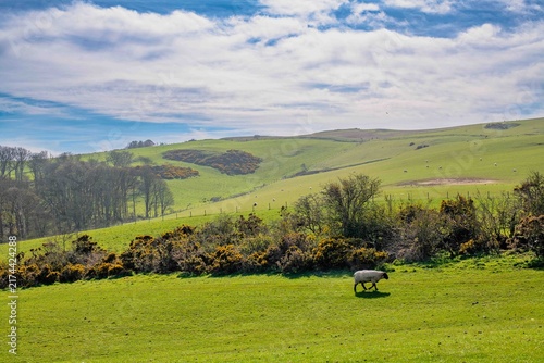 Quadro su tela A heartwarming scene of a newborn lamb gently grazing amidst a carpet of fresh g