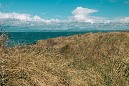 Картината върху платно Windswept fescue anchors shifting dunes where wild coast meets sea