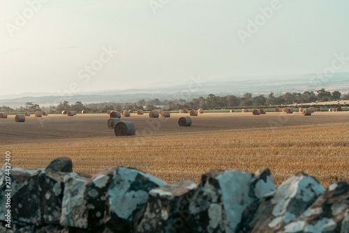 Wrapped round bales of hay on golden fields 