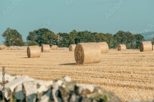 Wrapped round bales of hay on golden fields 