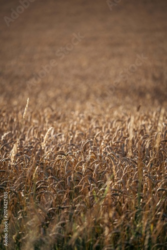 Photography Dry, ripe stalks of grain glow in shades of gold and amber, rustling faintly in