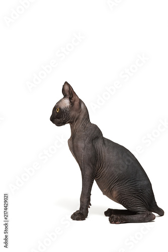 Tapety artystyczne Funny sphinx cat looking up, isolated in studio