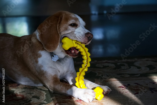 Fotografía Beagle chewing yellow toy on carpet in room