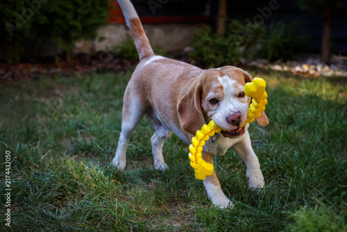 Fotografie Beagle Dog Holding Yellow Toy in Mouth on Grass