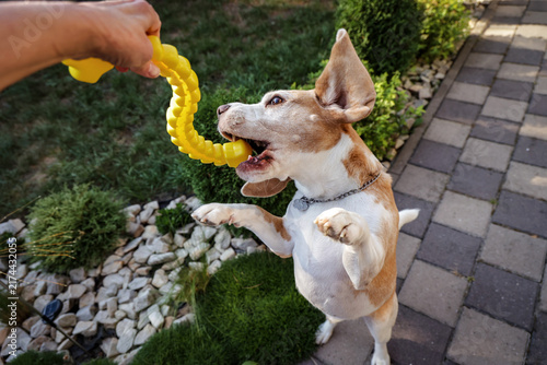 Konstfotografi Beagle dog playing with yellow toy in paved backyard