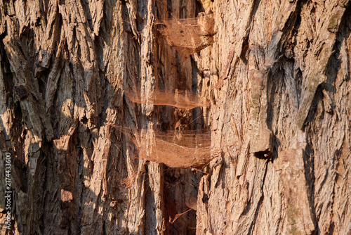 Foto Thick dusty cobwebs inside a deep hollow crack of an old rough tree trunk with thick bark in a forest lit by warm sunlight
