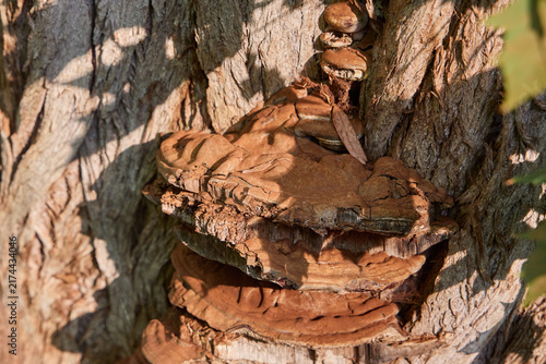 Foto Large brown bracket fungus growing on a rough bark of a living tree trunk in a forest under direct sunlight
