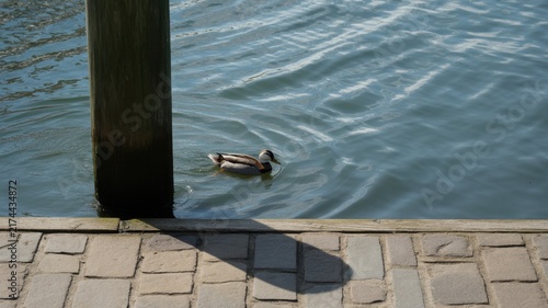Duck swimming in clear water next to wooden pier and stone path