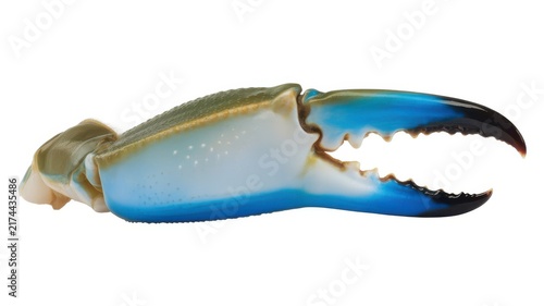Blue crab pincer claw isolated on white background.