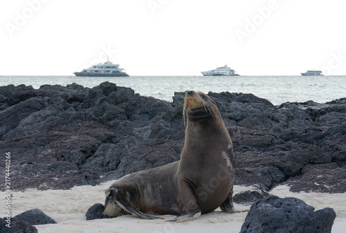 Canvas Print A sea lion on the beach, cruise ships in the distance, Galapagos