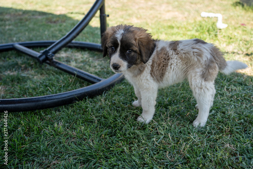Adorable Young Puppy Outdoors on Green Grass.