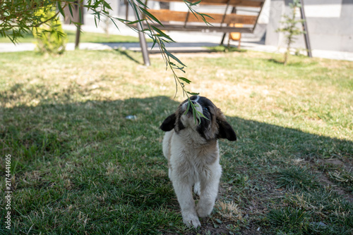 Adorable Young Puppy Outdoors on Green Grass.