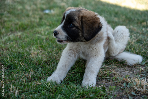 Adorable Young Puppy Outdoors on Green Grass.