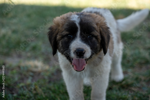 Adorable Young Puppy Outdoors on Green Grass.