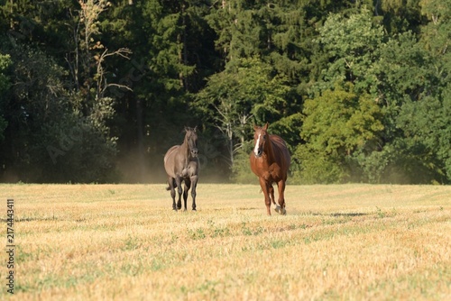 Drei Pferde laufen frei über ein abgemähtes Getreidefeld am Waldrand