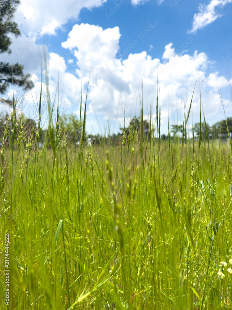 Obraz premium Tall green grasses in a meadow under a bright blue sky