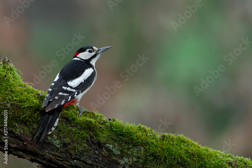Great Spotted Woodpecker on a Moss-Covered Branch