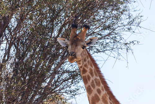 Canvas Print giraffe in the wild
