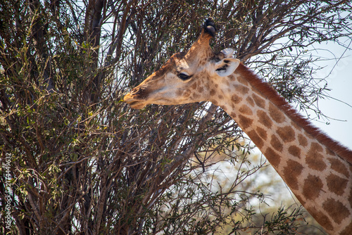 Photography portrait of a giraffe