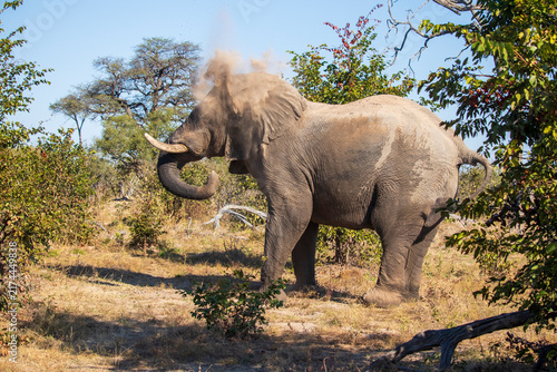 Fotografie Elephant shaking off dust