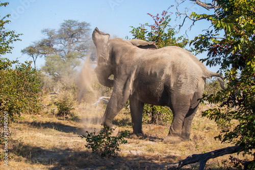 Obraz na płótnie Elephant shaking off dust