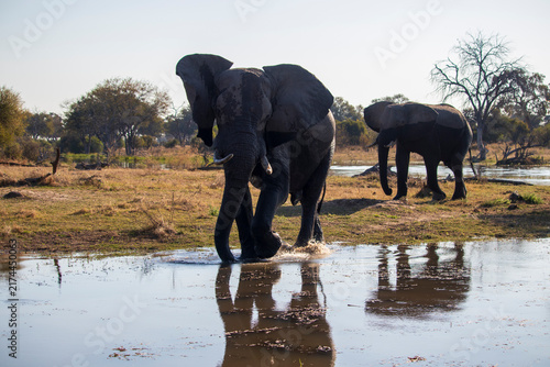 Photography elephants in the water