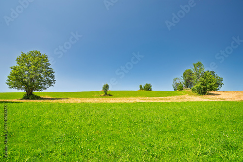 green field and blue sky