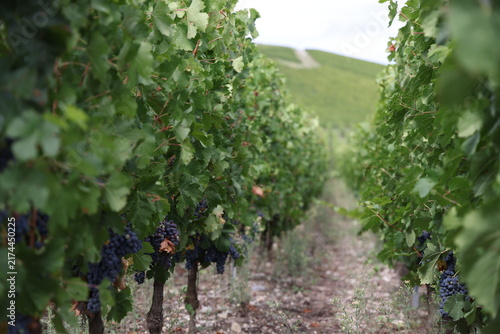 Cuadro en lienzo Allée étroite entre des rangs de vignes chargées de raisin noir
