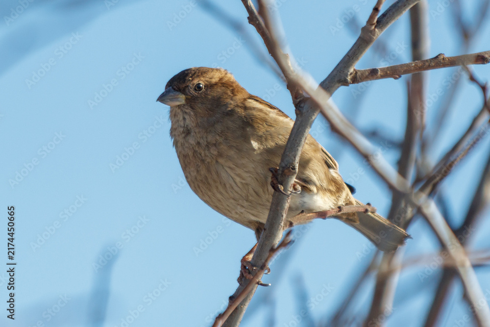 Naklejka premium Small brown bird perches on bare tree branch