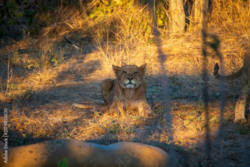 Canvas Print lion cub in the wild