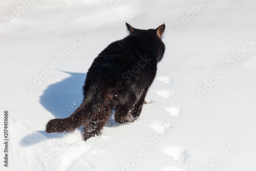 Black cat walks through snowy ground