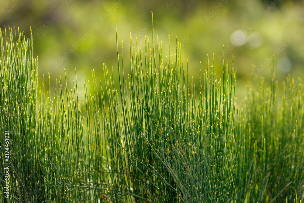 Naklejka premium Tall green grasses sway gently in soft sunlight