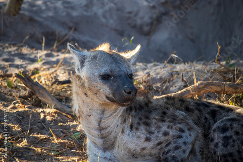 Foto hyena in the savannah