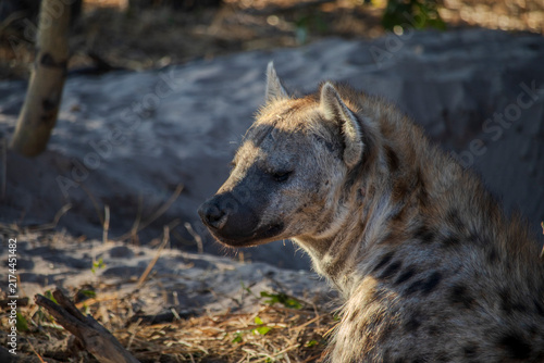 Cuadro en lienzo hyena in the savannah