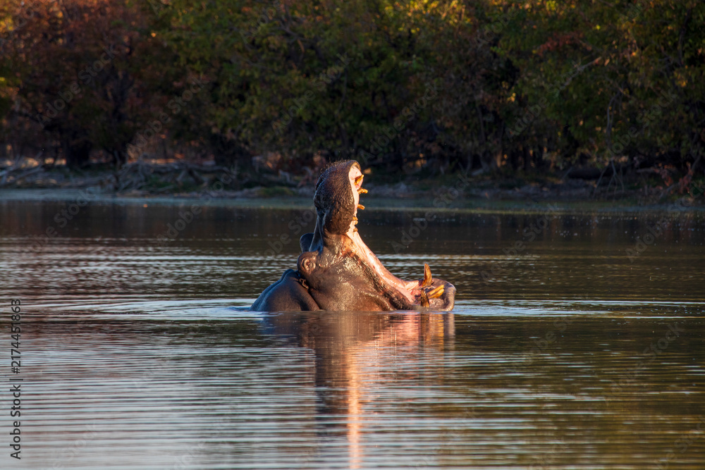 Fototapeta premium Hippos in the water